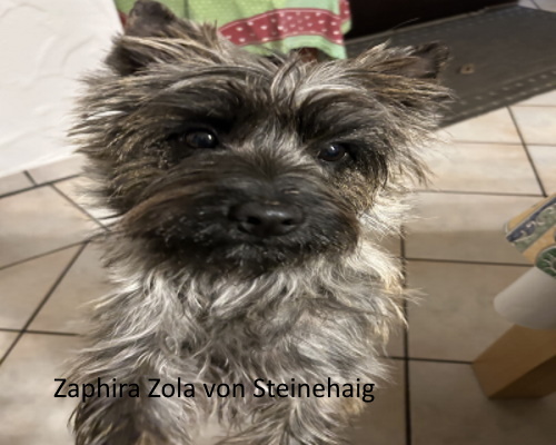 Zola