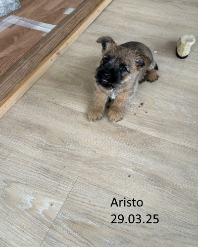 aristo