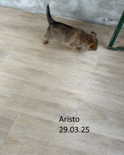 aristo