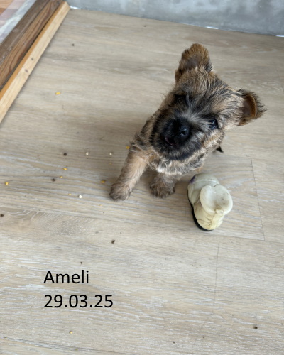 ameli