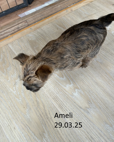 ameli
