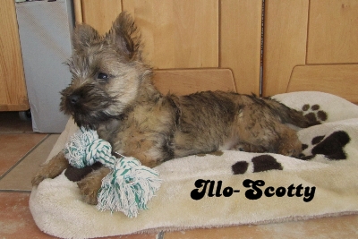 Illo-Scotty, adoptiert!!