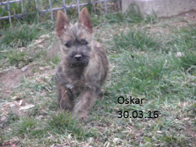 Oskar