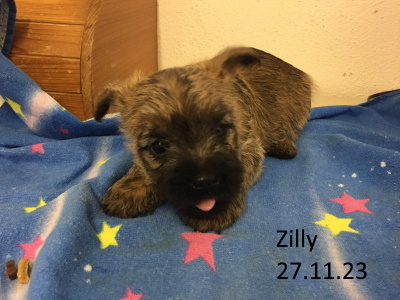 zilly