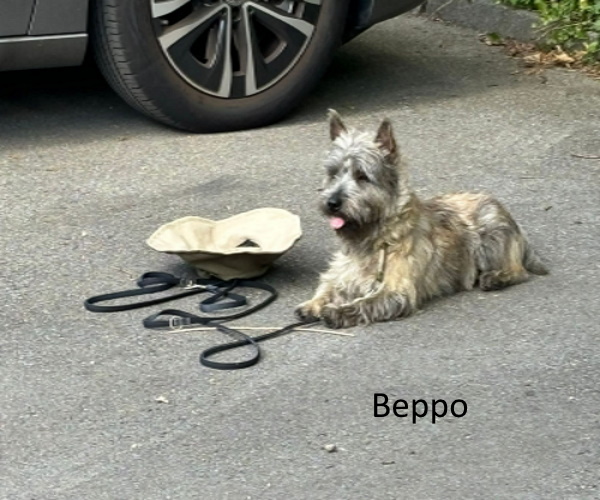 zeppo