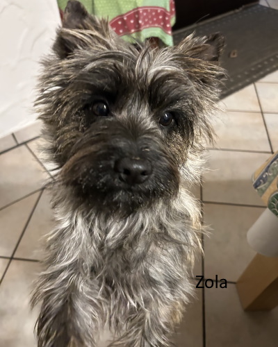 zola