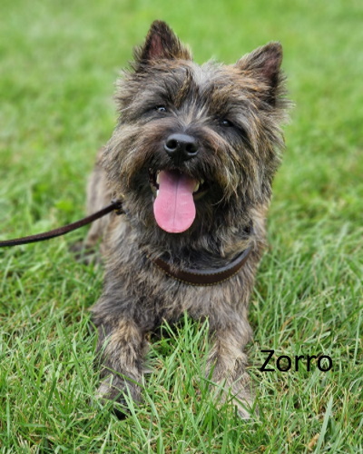 zorro