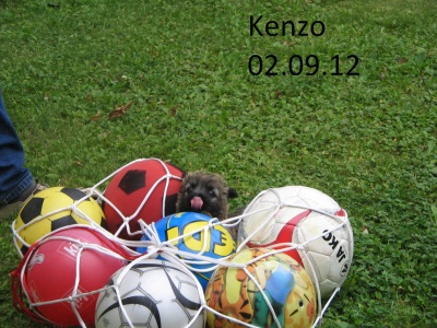 Kenzo adoptiert